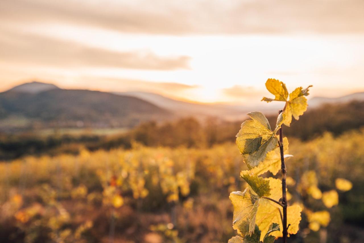Aux Cerfs Des Vignes - Groupe Villa Scherwiller ภายนอก รูปภาพ